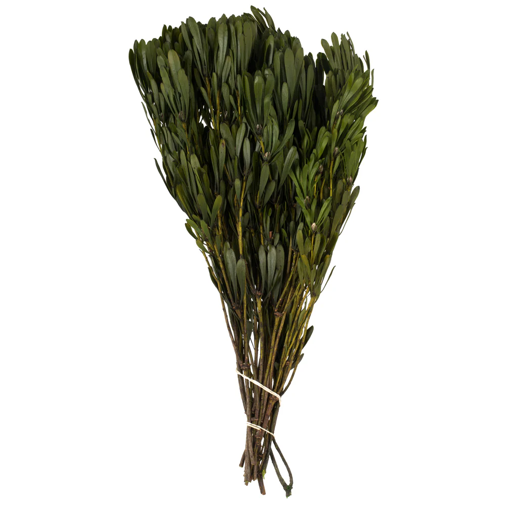 Vickerman 18-24