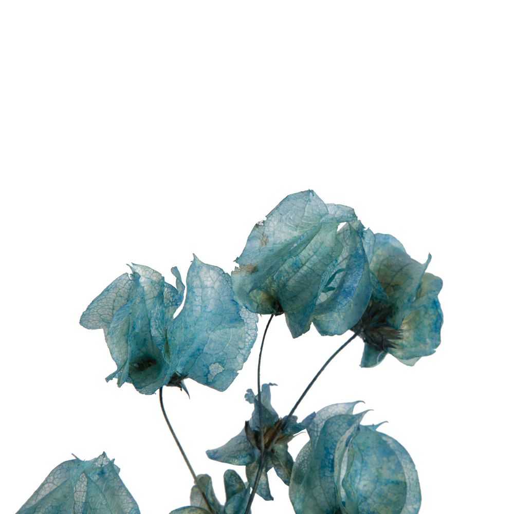 Vickerman 13.5-17