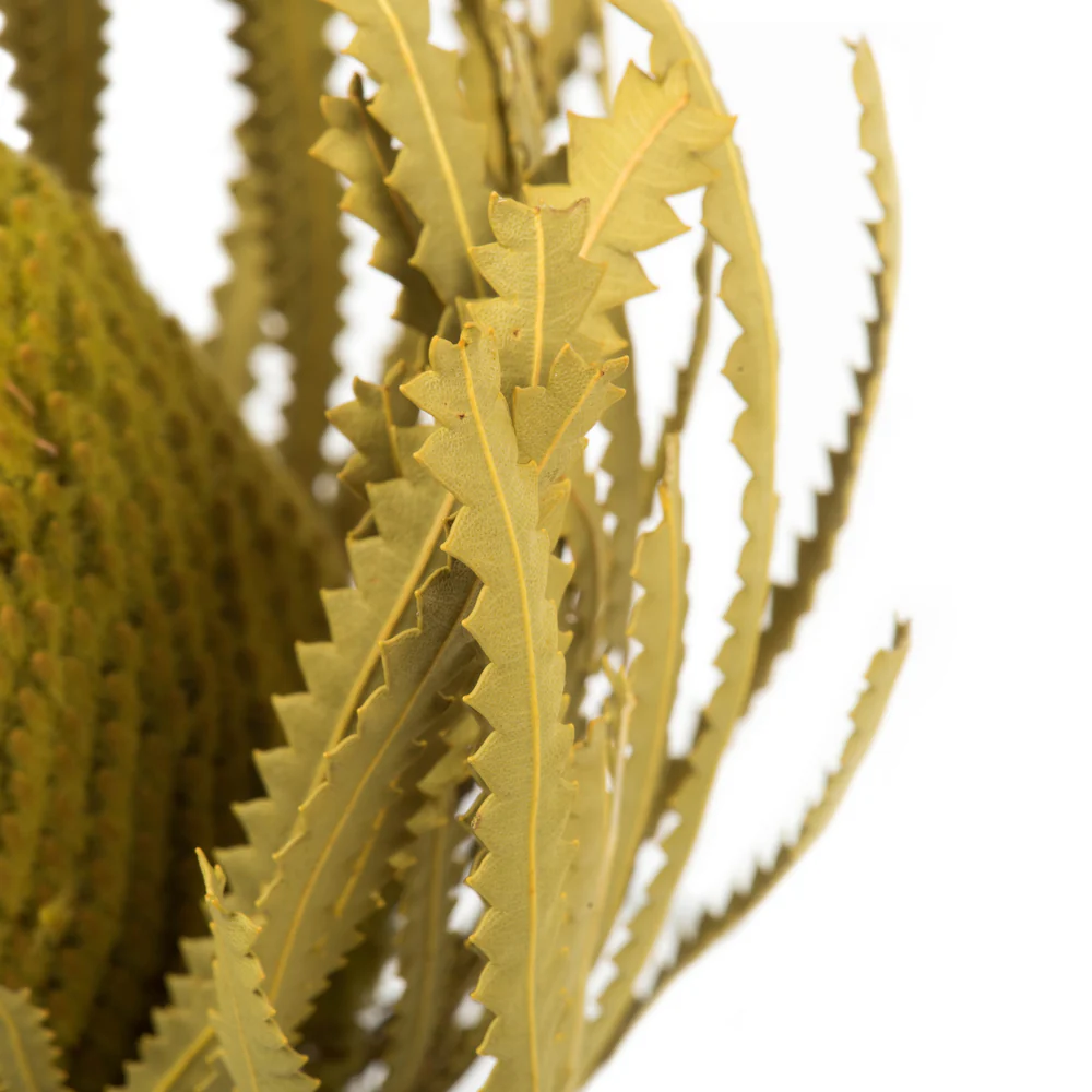 Vickerman 12