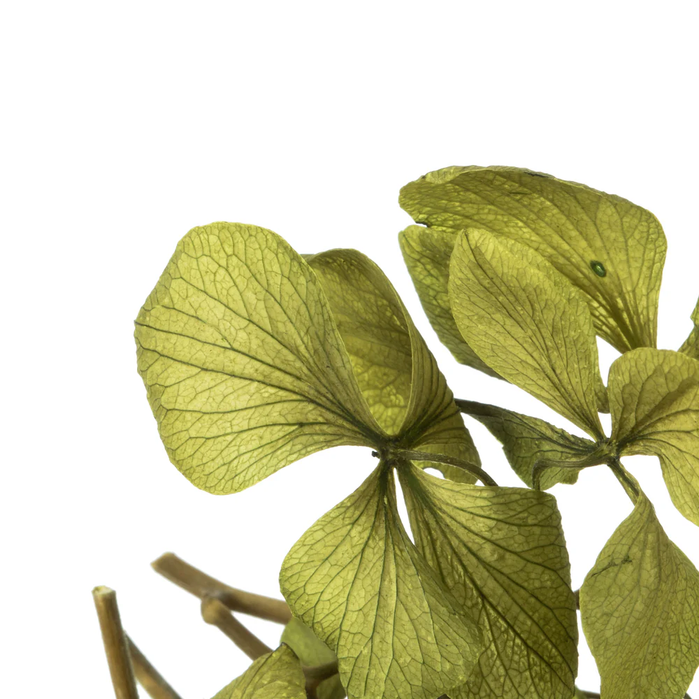 Vickerman 10 x 3 x 21