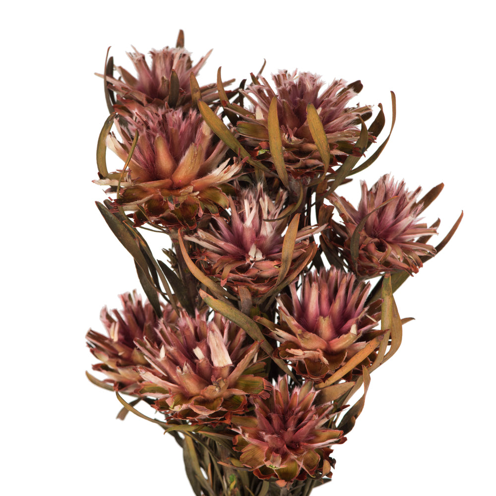 Vickerman 8-20