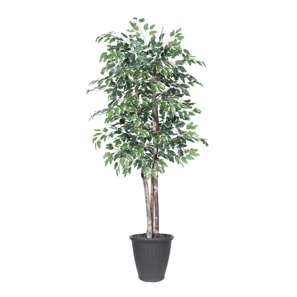 Vickerman 6' Artificial Variegated Ficus Deluxe Tree Gray Round Plastic Container. - Cheap-Us