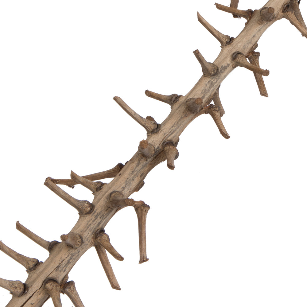 Vickerman Natural Botanicals 32