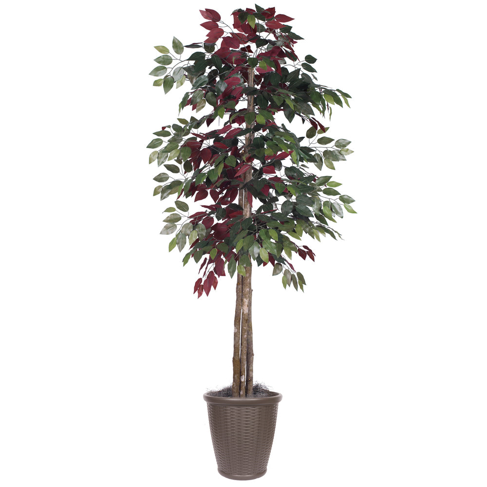 Vickerman 6' Artificial Capensia Deluxe Tree Brown Round Plastic Container. - Cheap-Us