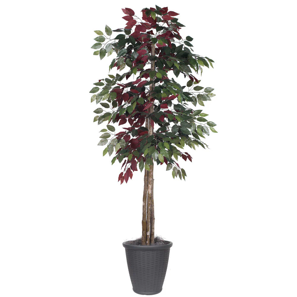 Vickerman 6' Artificial Capensia Deluxe Tree Gray Round Plastic Container. - Cheap-Us