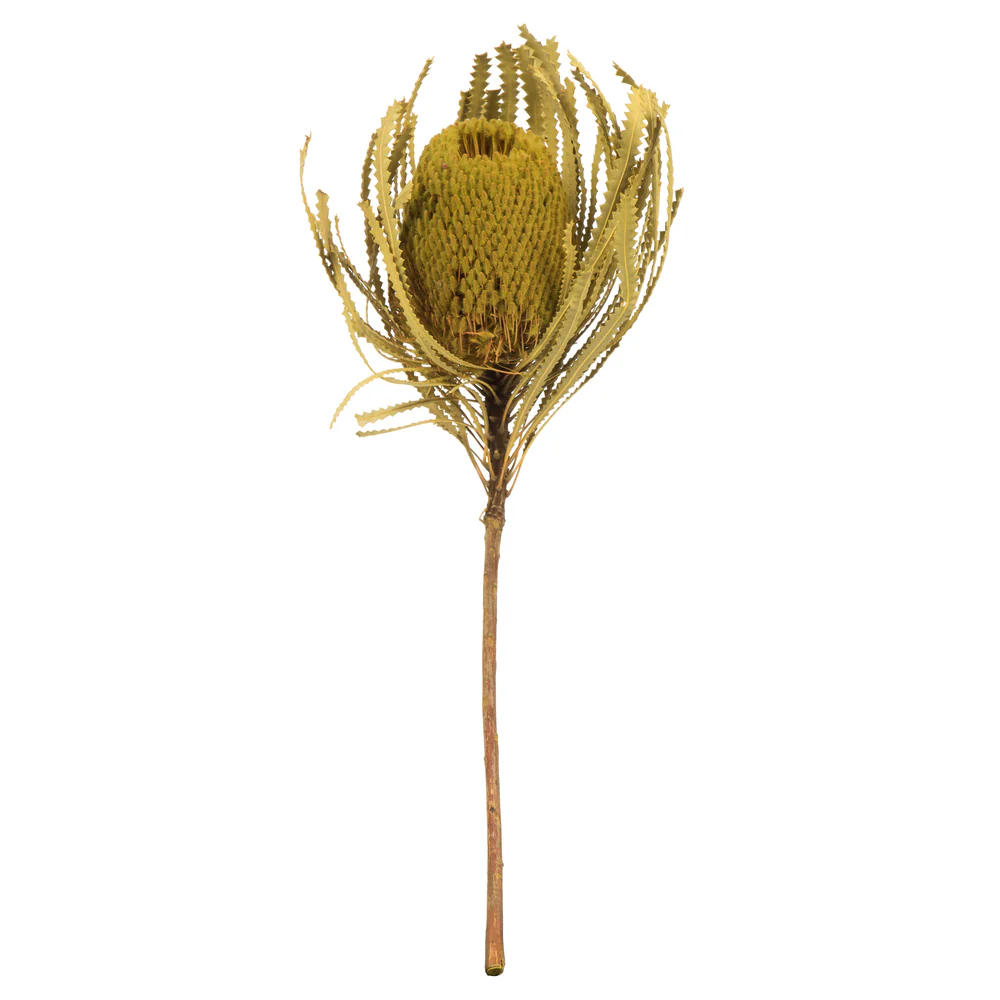 Vickerman 12