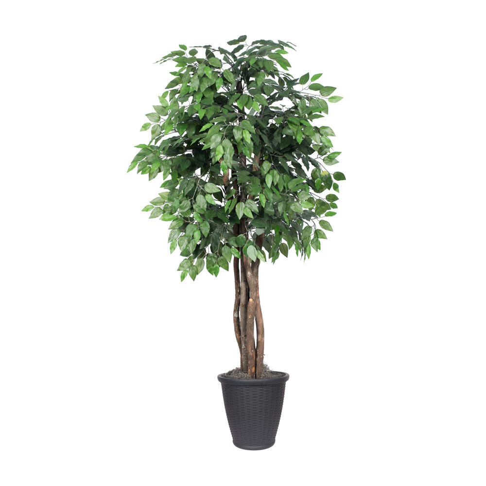 Vickerman 6' Artificial Ficus Executive Tree Gray Round Plastic Container. - Cheap-Us
