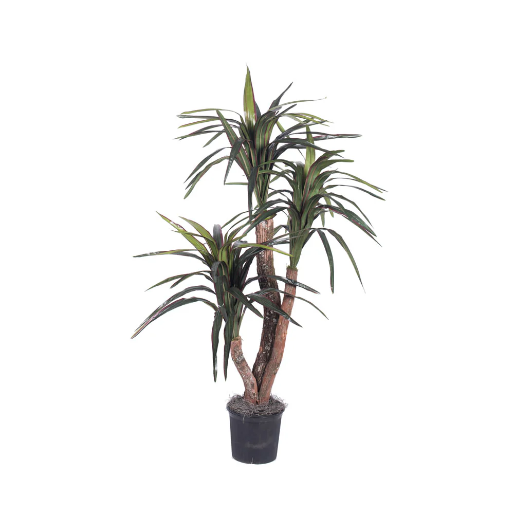 Vickerman 4' Artificial Marginata Extra Full Bush Black Plastic Pot. - Cheap-Us