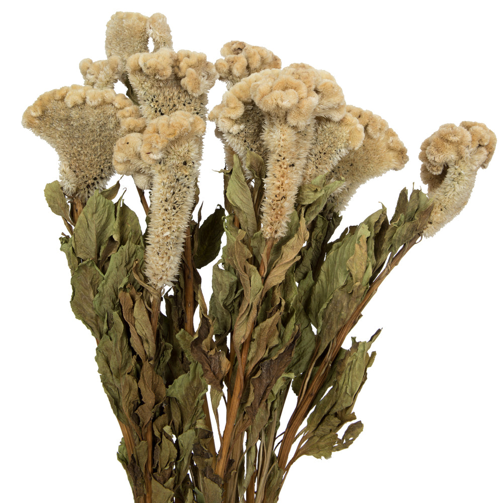 Vickerman Natural Botanicals 18-24