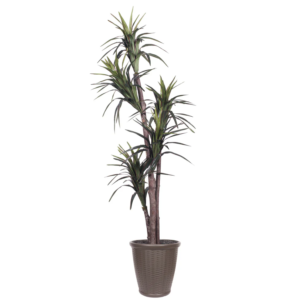Vickerman 6' Artificial Marginata Executive Tree Brown Round Plastic Container. - Cheap-Us