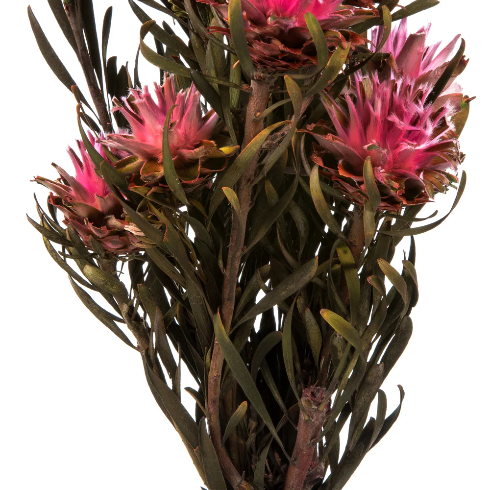 Vickerman 8-20