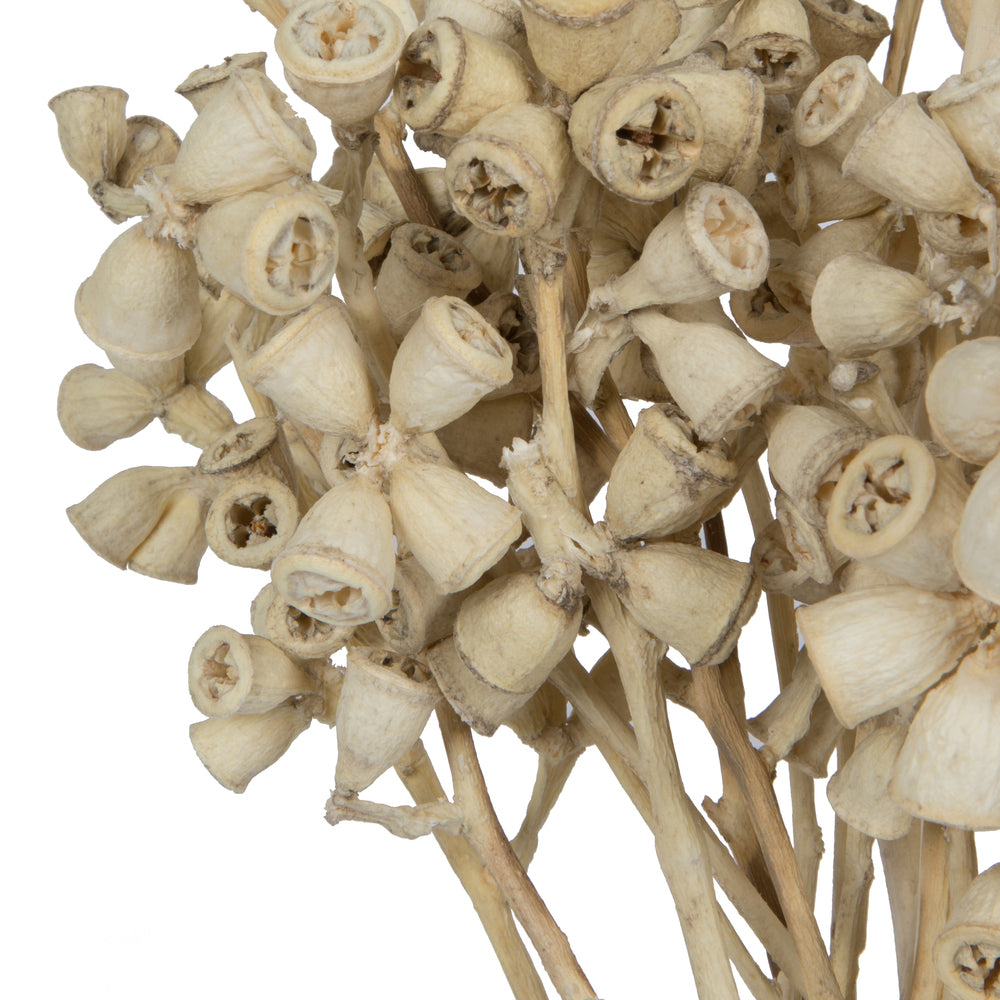 Vickerman Natural Botanicals 11