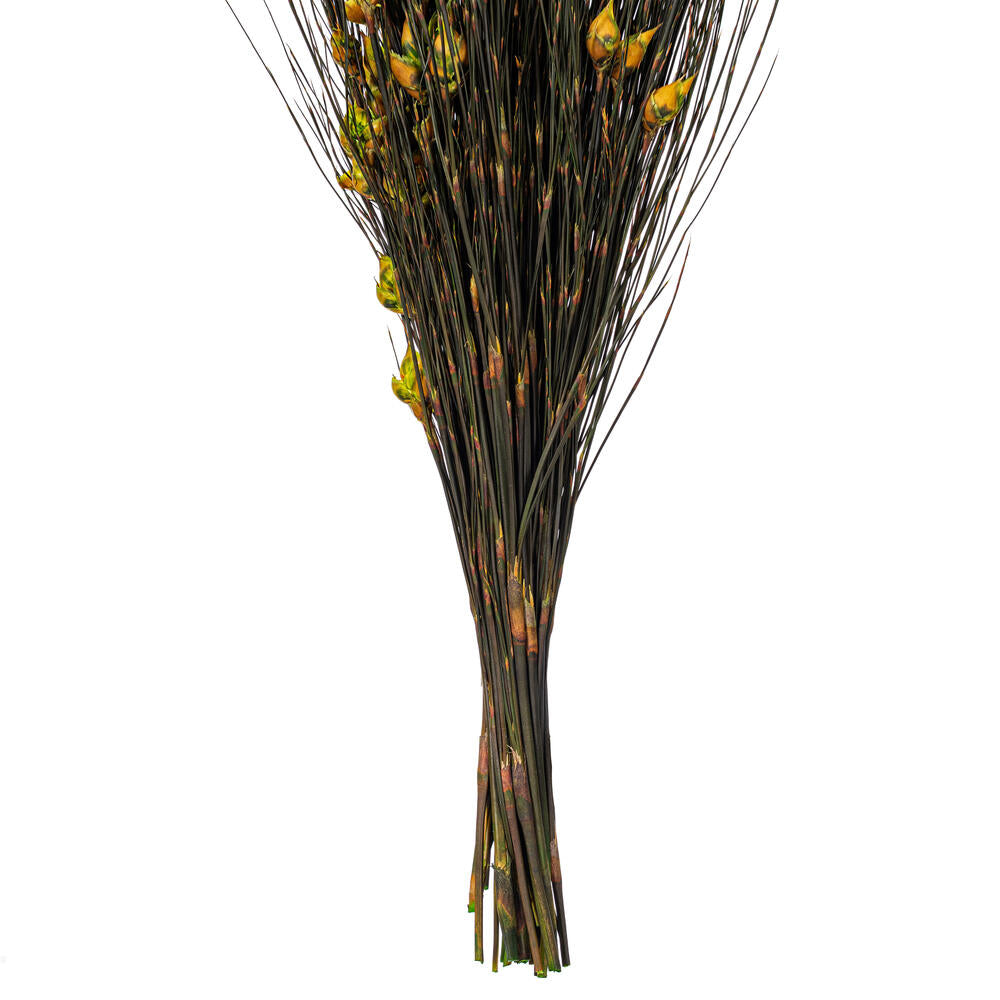 Vickerman 15-20