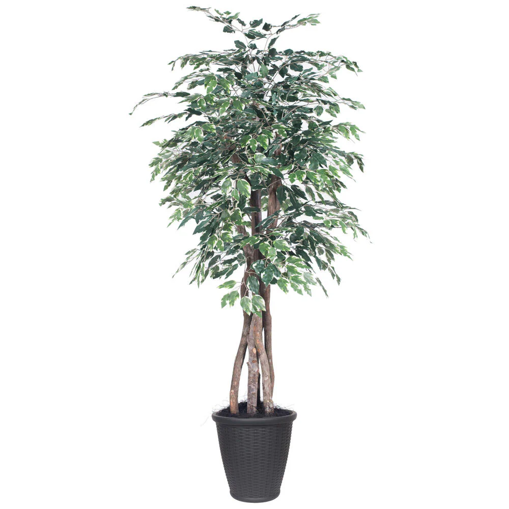 Vickerman 6' Artificial Variegated Ficus Executive Gray Round Plastic Container. - Cheap-Us