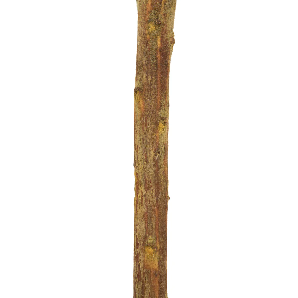 Vickerman 12