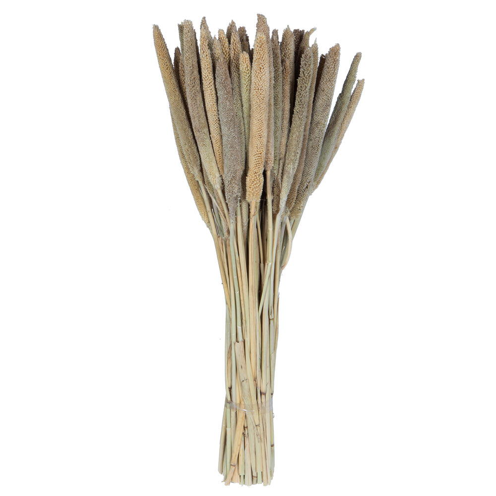 Vickerman Natural Botanicals 24