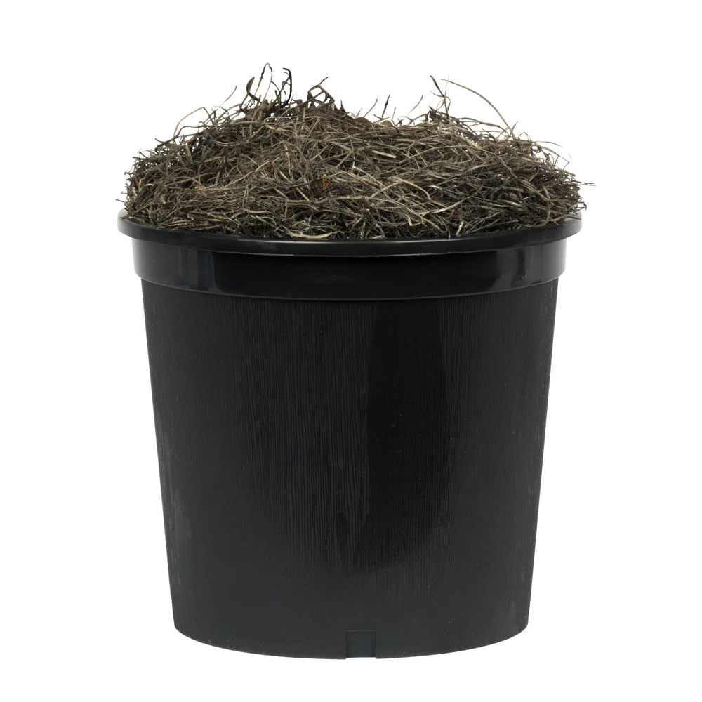 Vickerman 4' Artificial Ming Aralia Extra Full Bush Black Plastic Pot. - Cheap-Us