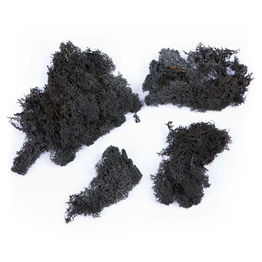 Vickerman Box Black Moss Reindeer- 9 lb bulk case Preserved - Cheap-Us