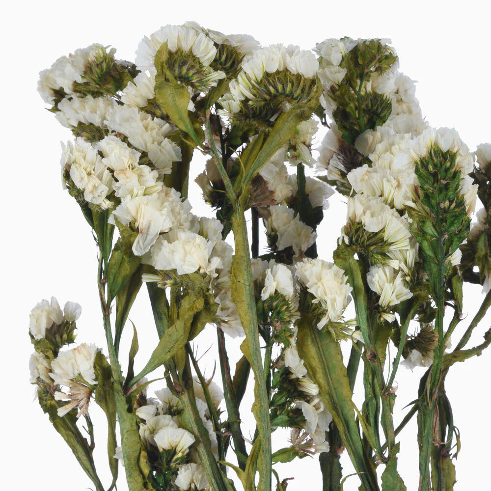 Vickerman Natural Botanicals 19.5