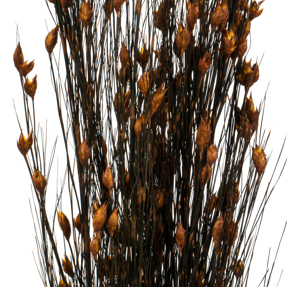 Vickerman 36-40
