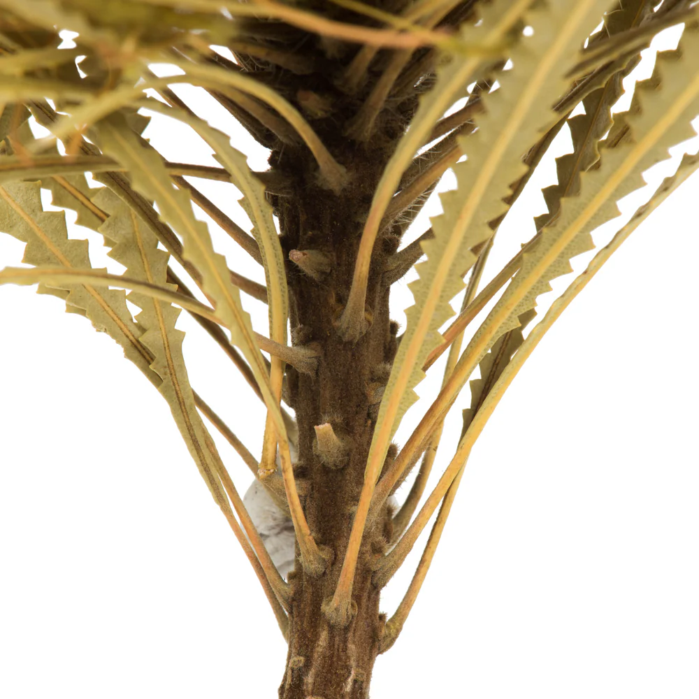 Vickerman 12