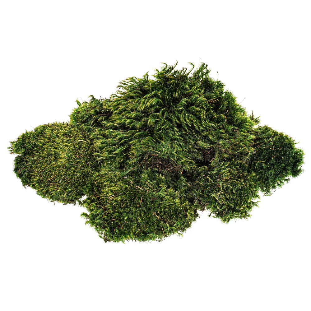 Vickerman Premium Green Mood Moss Preserved - Cheap-Us