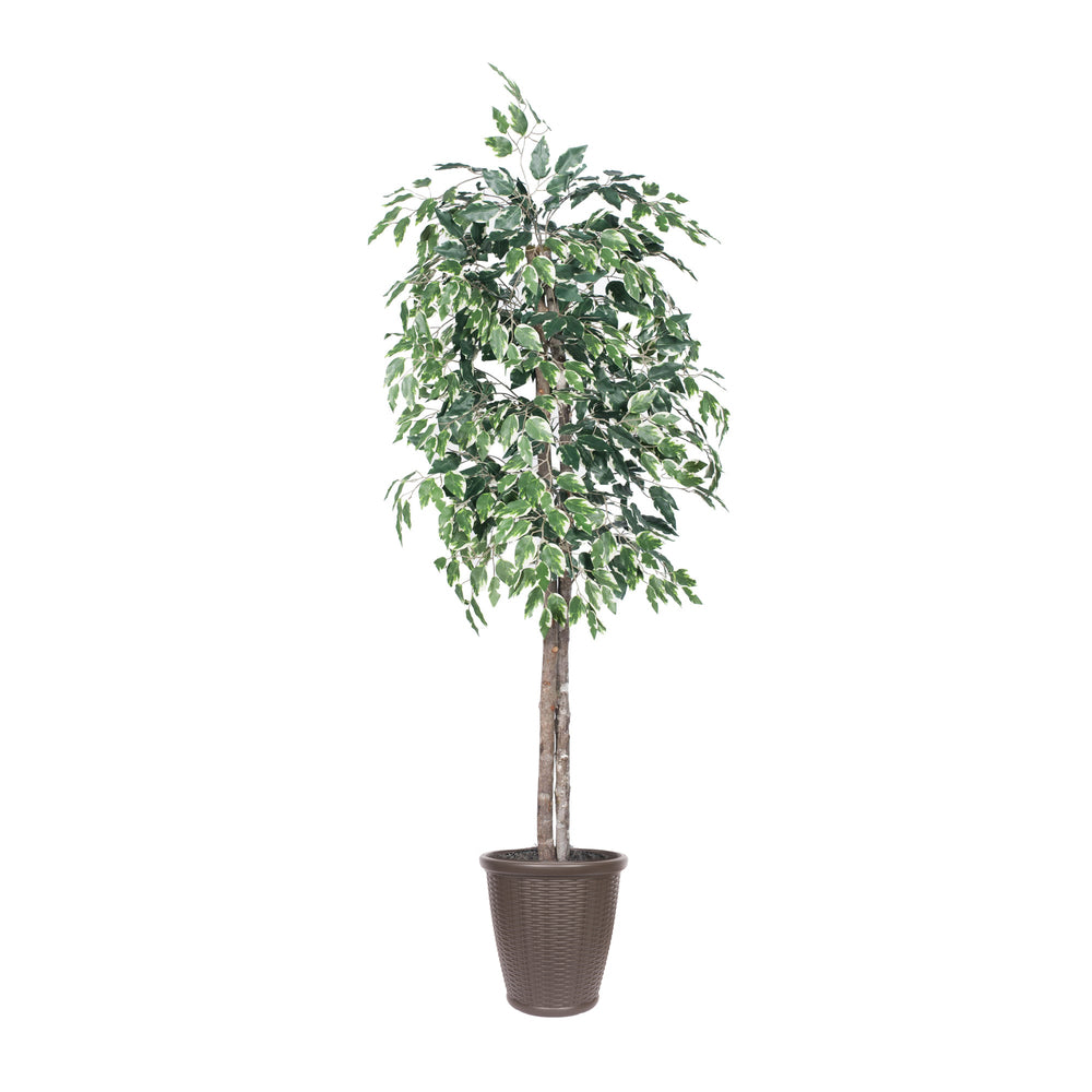 Vickerman 6' Artificial Variegated Ficus Tree Brown Round Plastic Container. - Cheap-Us
