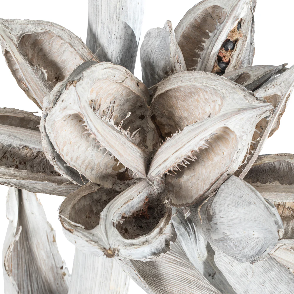 Vickerman 5-6' White Wash Star Pod Stalk 1 stalk Dried - Cheap-Us