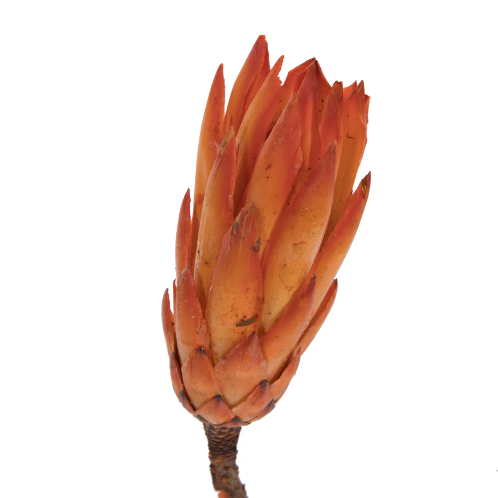 Vickerman 14
