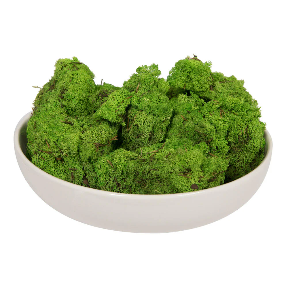 Vickerman Box Grass Green Moss Reindeer- 9 lb bulk Preserved - Cheap-Us