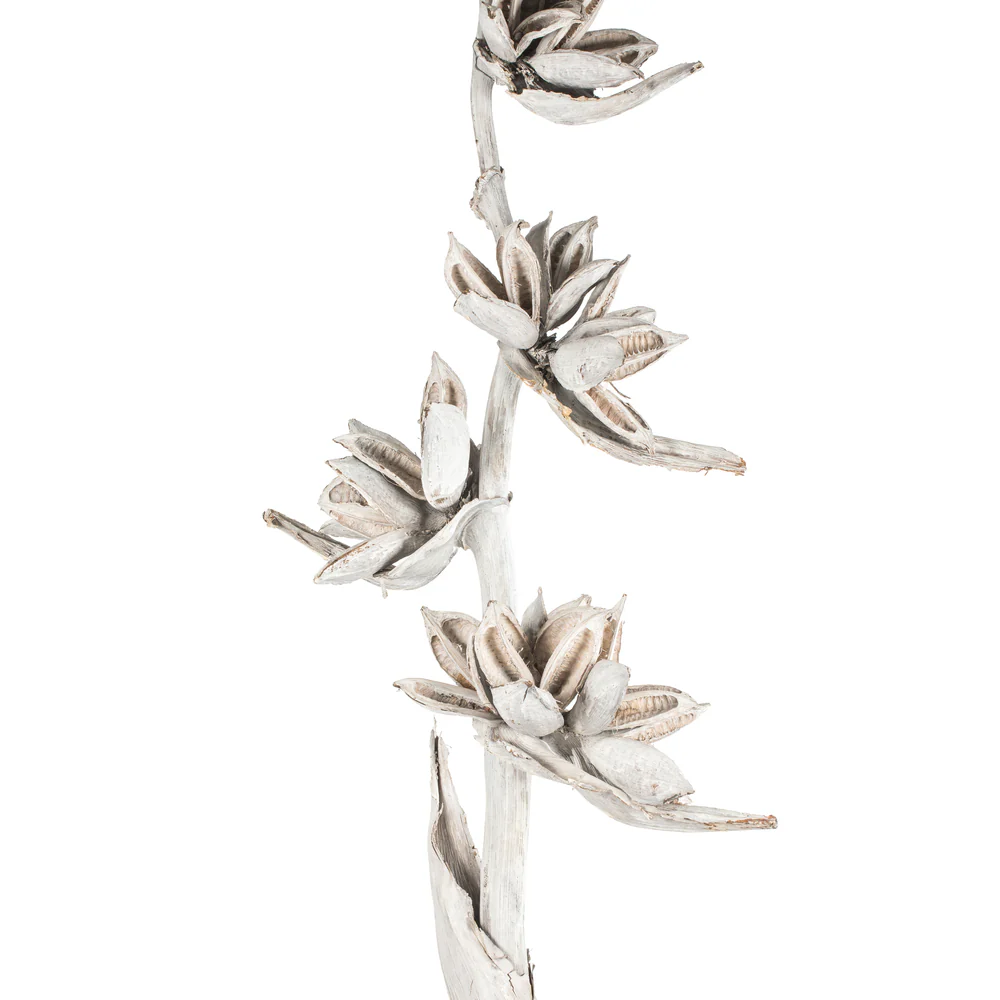 Vickerman 5-6' White Wash Star Pod Stalk 1 stalk Dried - Cheap-Us