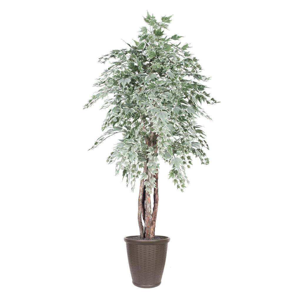 Vickerman 6' Artificial Silver Maple Executive Tree Brown Round Plastic Container. - Cheap-Us