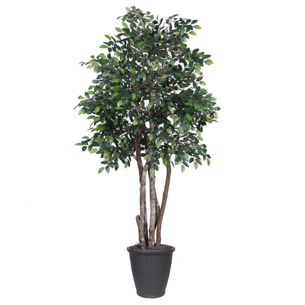 Vickerman 6' Artificial Mini Ficus Executive Tree Gray Round Plastic Container. - Cheap-Us