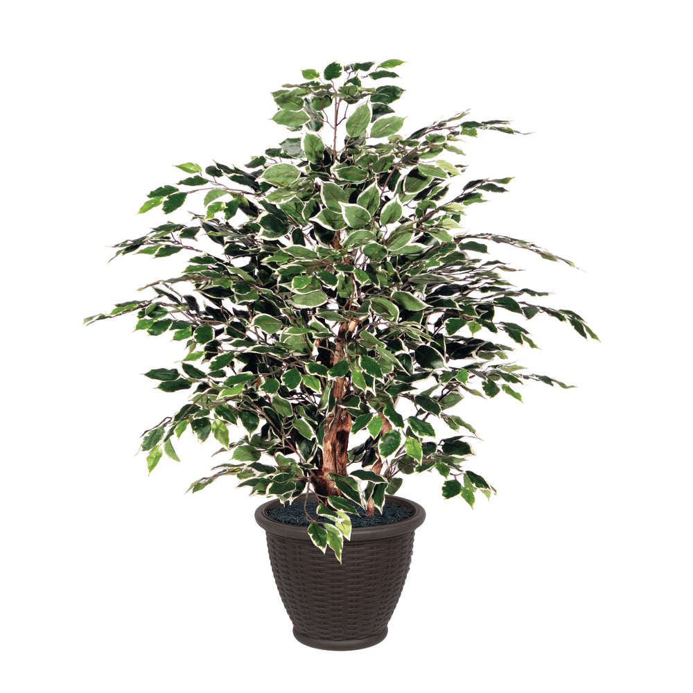 Vickerman 4' Artificial Variegated Ficus Extra Full Bush Brown Plastic Container. - Cheap-Us