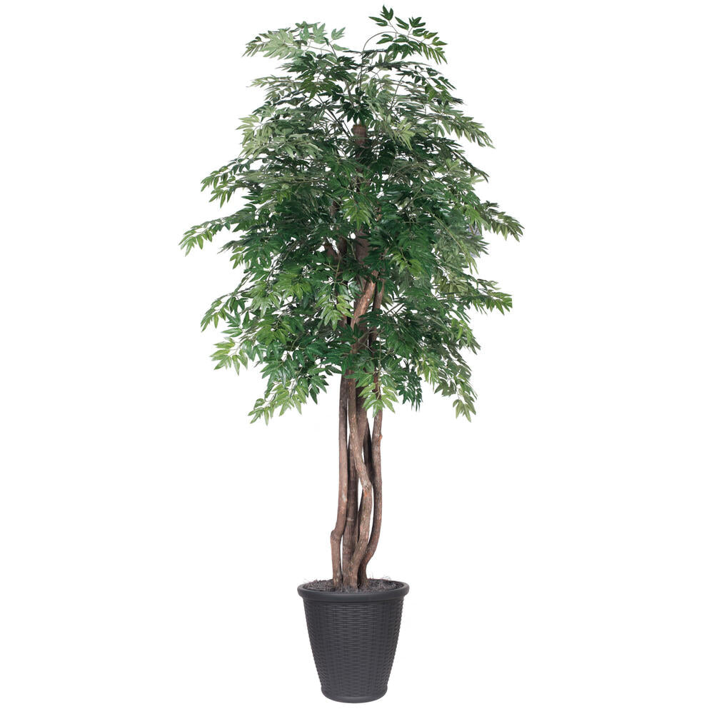 Vickerman 6' Artificial Ming Aralia Executive Tree Gray Round Plastic Container. - Cheap-Us