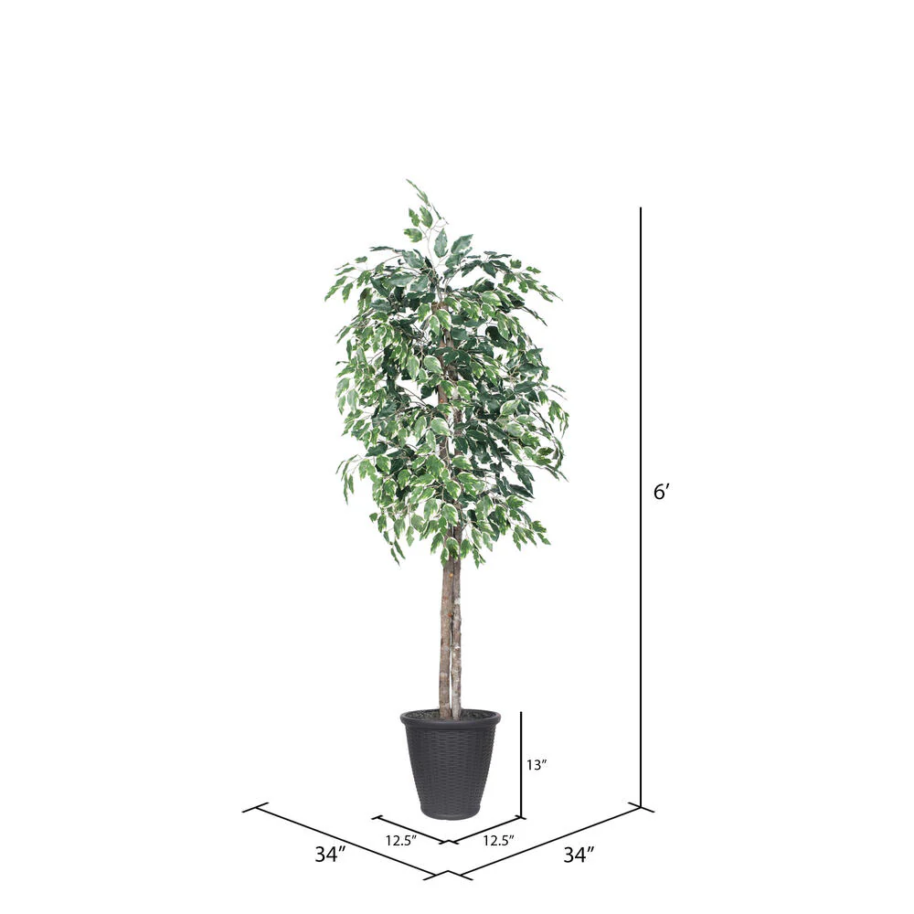 Vickerman 6' Artificial Variegated Ficus Tree Gray Round Plastic Container. - Cheap-Us
