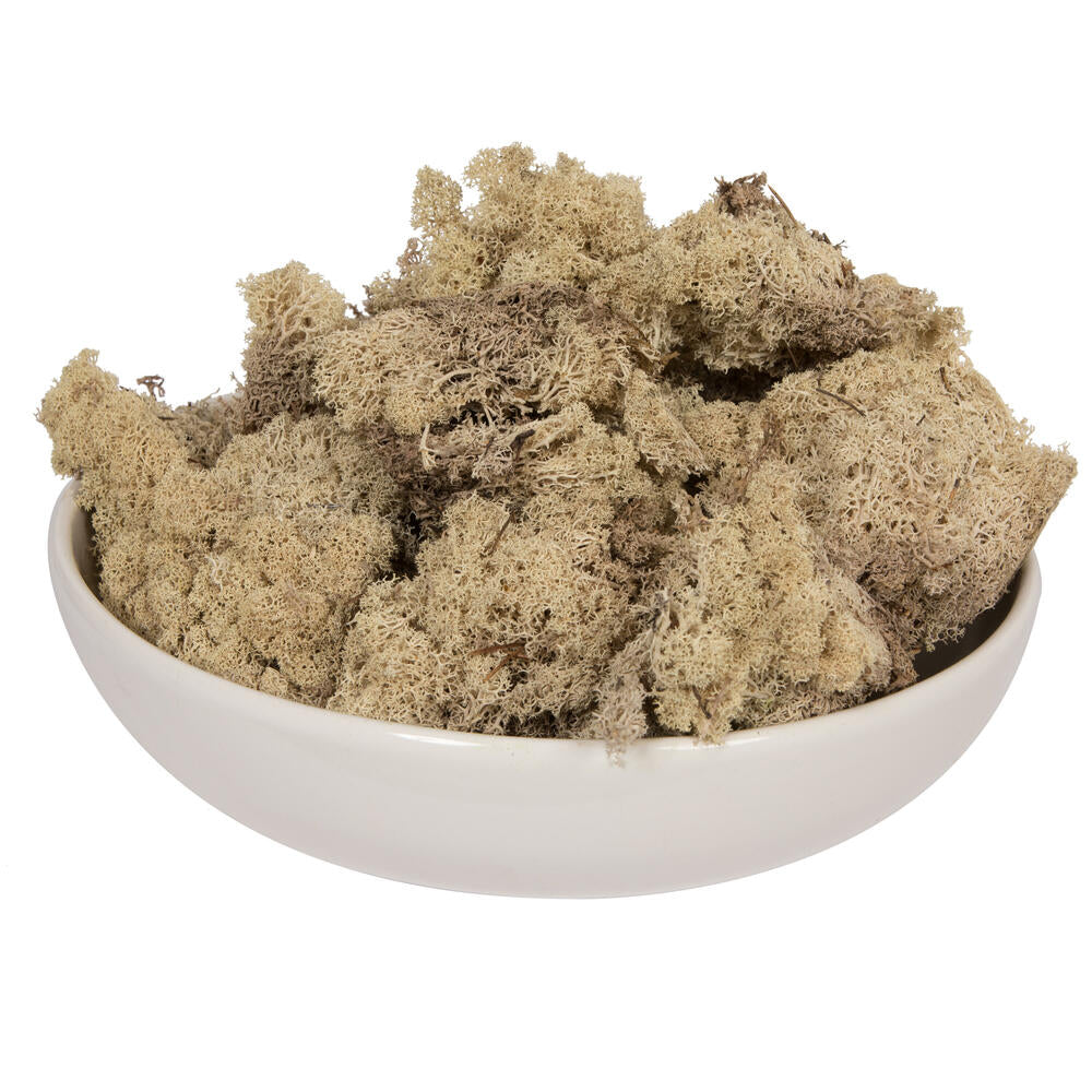 Vickerman Natural Preserved Reindeer Moss 2 Lbs Box - Cheap-Us