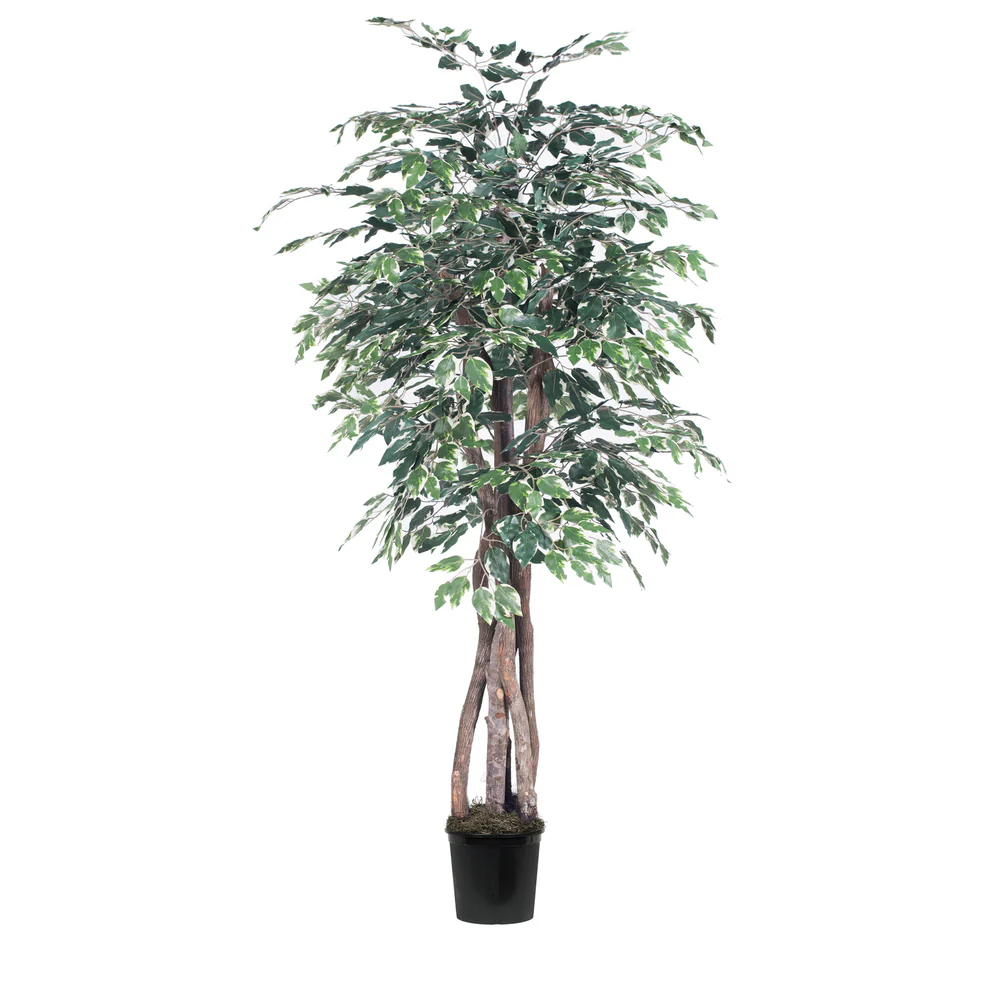 Vickerman 6' Artificial Variegated Ficus Executive Black Plastic Pot - Cheap-Us