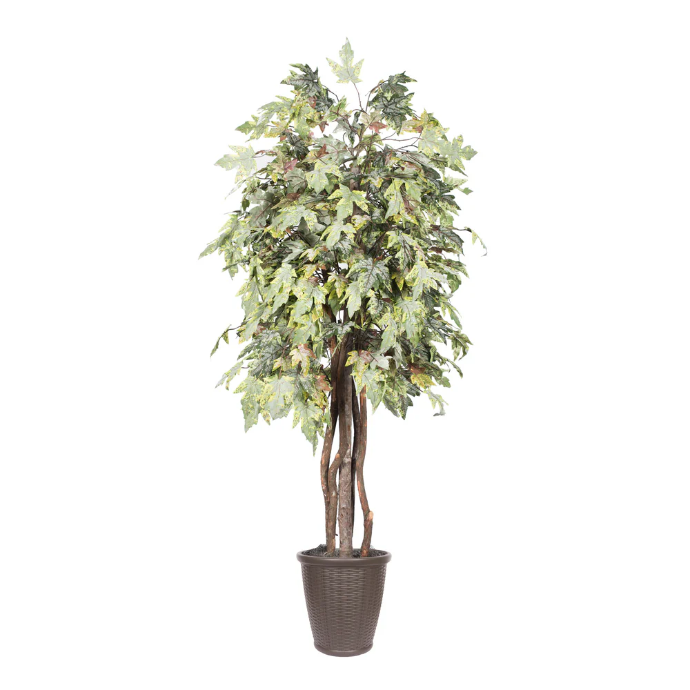 Vickerman 6' Artificial Frosted Maple Executive Tree Brown Round Plastic Container. - Cheap-Us