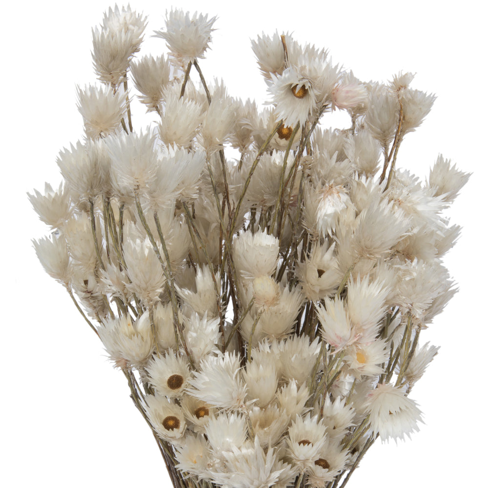 Vickerman Natural Botanicals 14