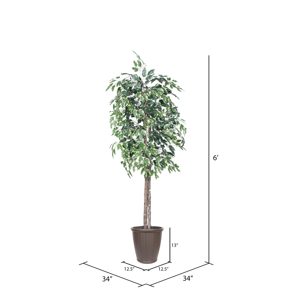 Vickerman 6' Artificial Variegated Ficus Tree Brown Round Plastic Container. - Cheap-Us