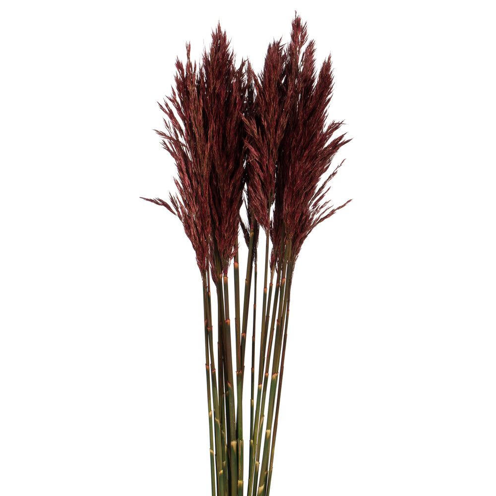 Vickerman 36