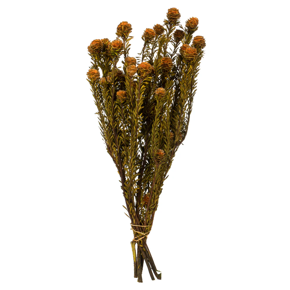 Vickerman 12