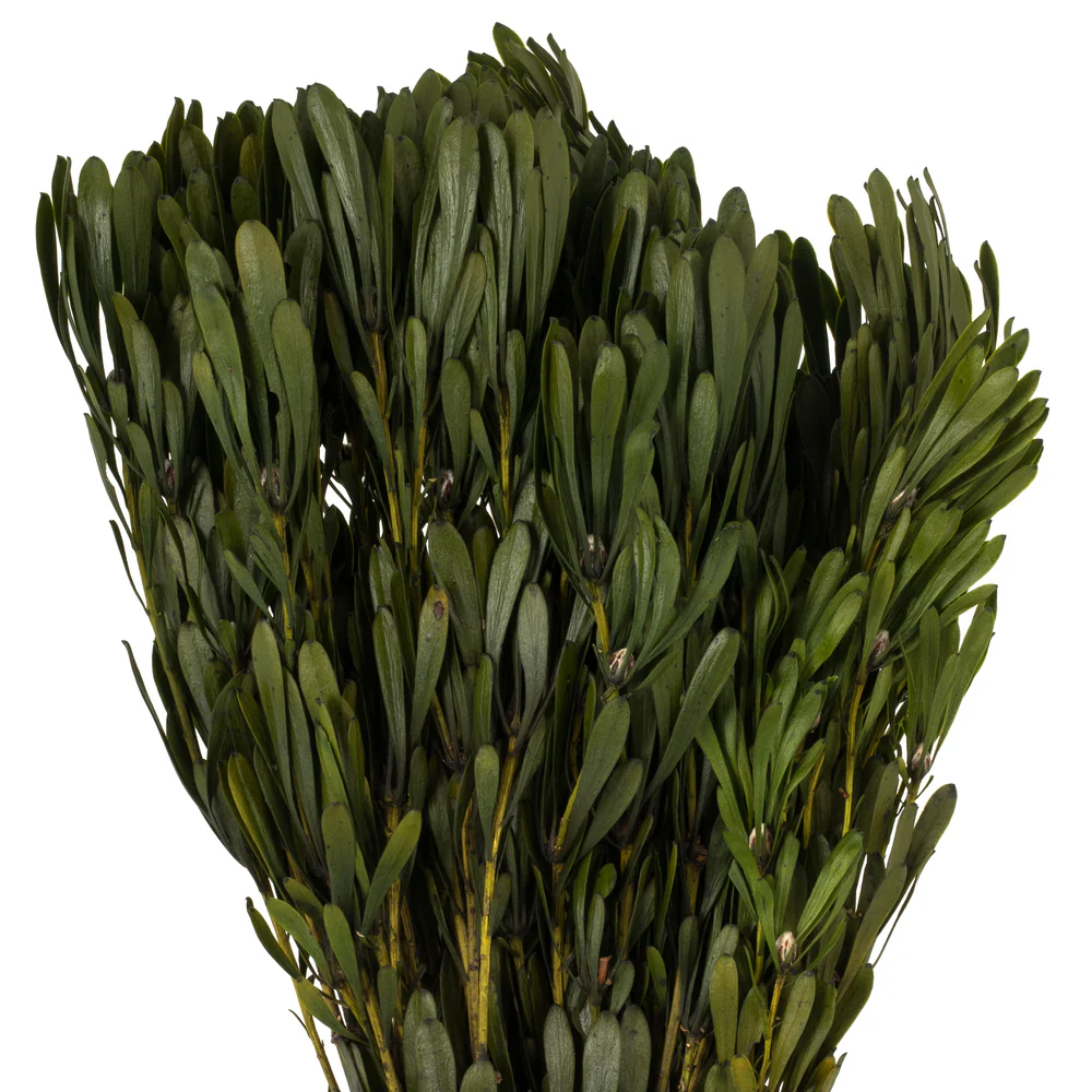 Vickerman 18-24