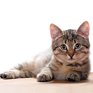 Katze kaut