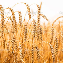 bioethanol nachhaltig