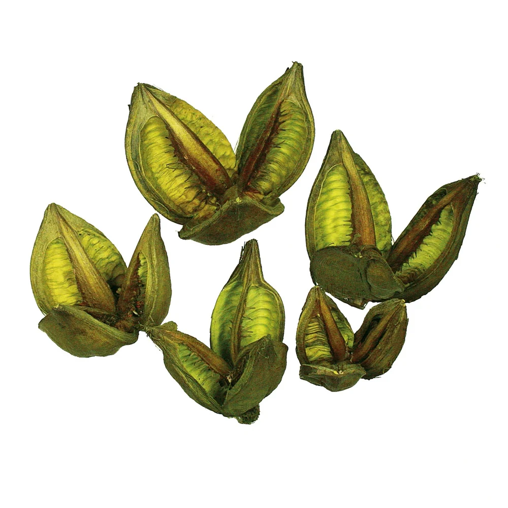 Vickerman 3-4